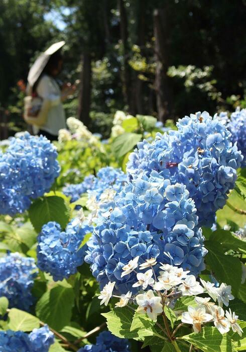 ［写真］日傘や帽子で暑さ対策をしながらアジサイを楽しむ人の姿が多くみられた＝14日午前、大阪府吹田市の万博記念公園で（撮影：具志堅浩二）