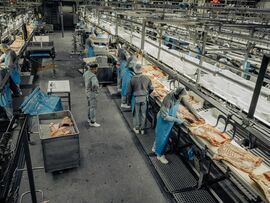 デンマークの食肉処理場のベーコン製造ライン