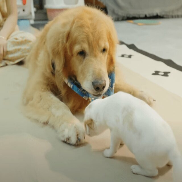 先住犬のトビくん（@Toby & Pi Familyさんより提供）