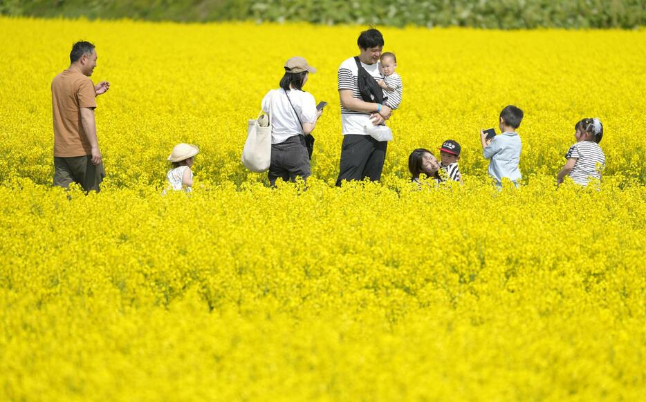 菜の花畑を散策する家族連れ＝5月、北海道滝川市