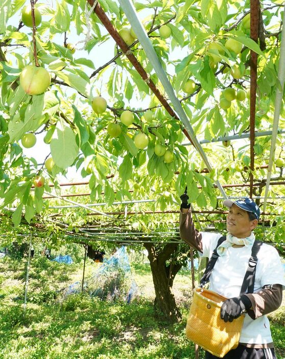スモモの品種「大石早生」を収穫する農家（５日、和歌山県田辺市中三栖で）