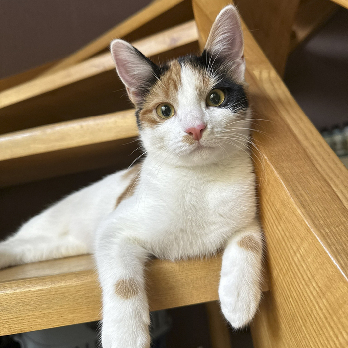 キッシーさまは1歳の女性猫さま