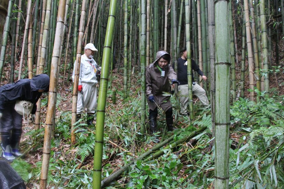 巨大アート制作に使う竹を伐採する参加者たち＝９日、大阪府岸和田市（藤谷茂樹撮影）