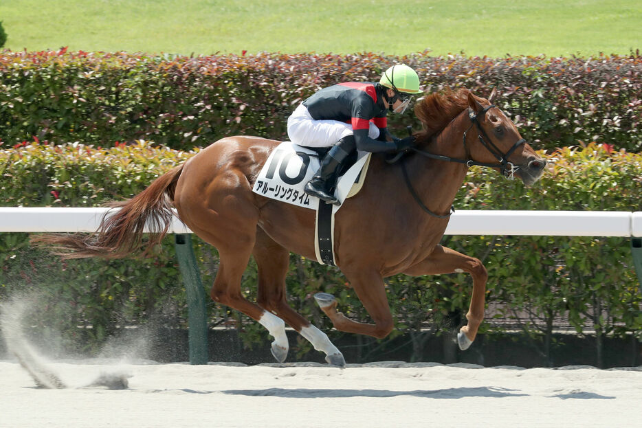 東京1R・アルーリングタイムと菅原明良騎手（提供：G1TC）