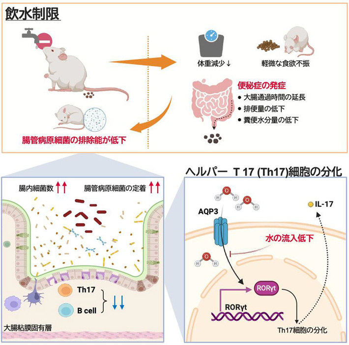 今回の実験結果の模式図。飲水制限は便秘のみならず、細菌の排除能を低下させていることが分かった（北里大学提供）