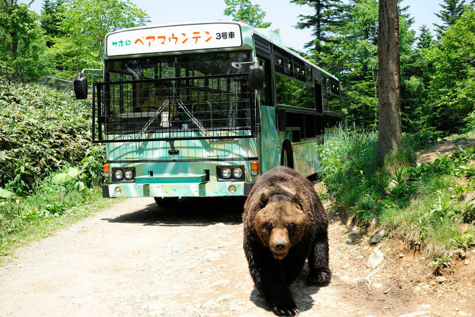 エゾヒグマの生態を観察できる「ベア・マウンテン」