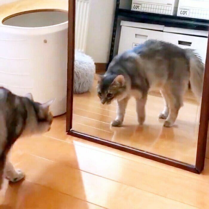 鏡に映る自分を見つめるのえくん