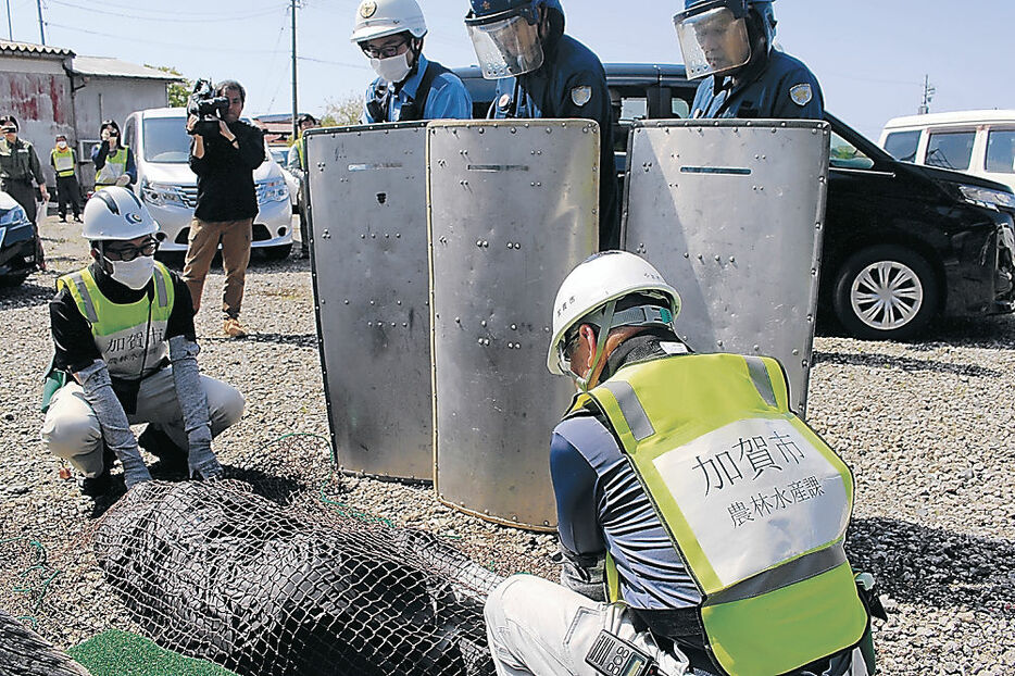 クマ出没に備えて県が実施した市街地訓練＝５月、加賀市