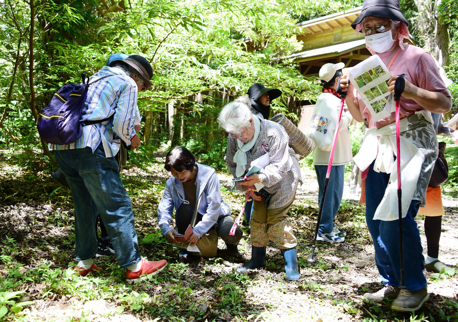 草花を探し森を散策した「奄美の自然を考える会」の観察会＝23日、鹿児島県龍郷町の自然観察の森