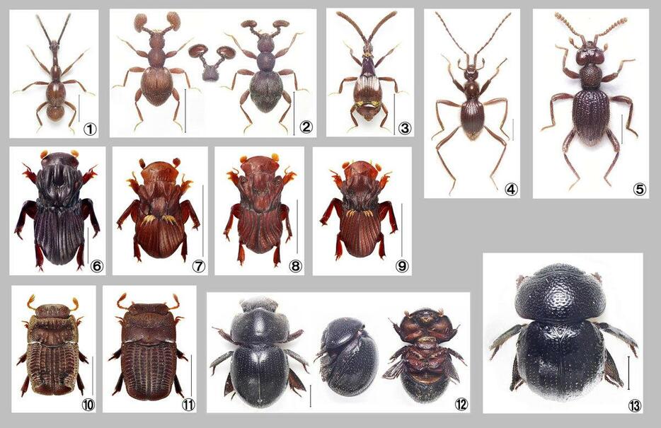 図1：無名だけどおもしろすぎる甲虫（①～⑬名称は本文参照）。スケールは1ミリ。（写真提供：野村周平）