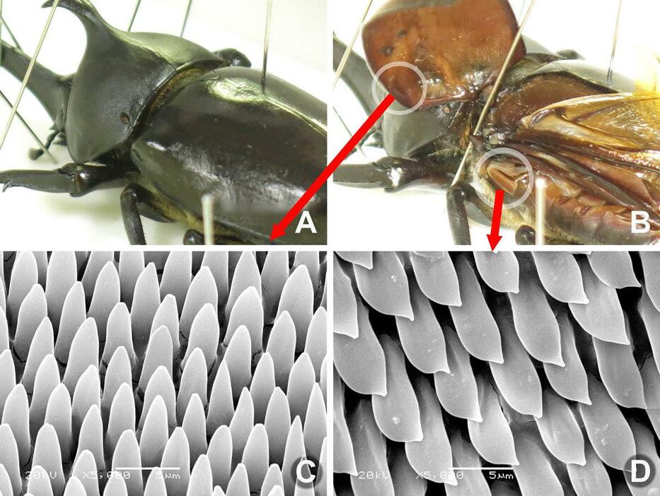 図3：カブトムシ♂の前ばねと胴体（後胸部）の間にあるストッパー（側方）のSEM観察。（写真提供：野村周平）