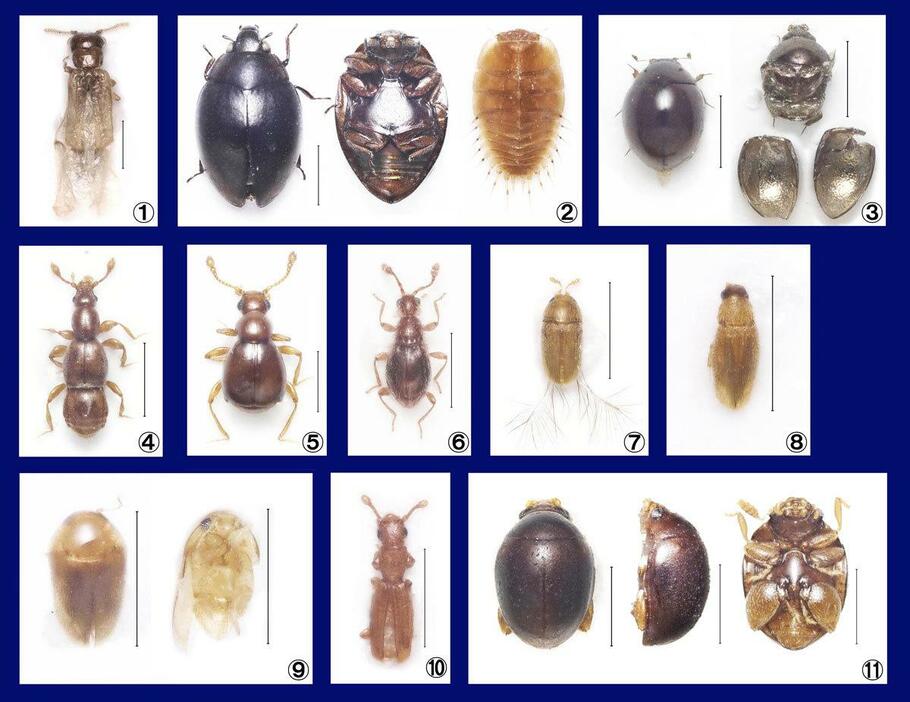 図2：微小すぎる甲虫（①～⑪名称は本文参照）。スケールは0.5ミリ。（写真提供：野村周平）