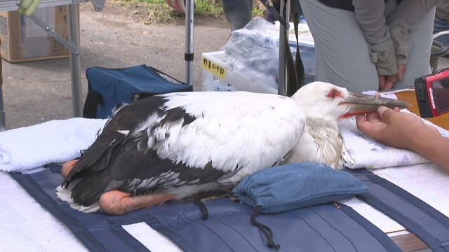 地上に降ろされたコウノトリのひな