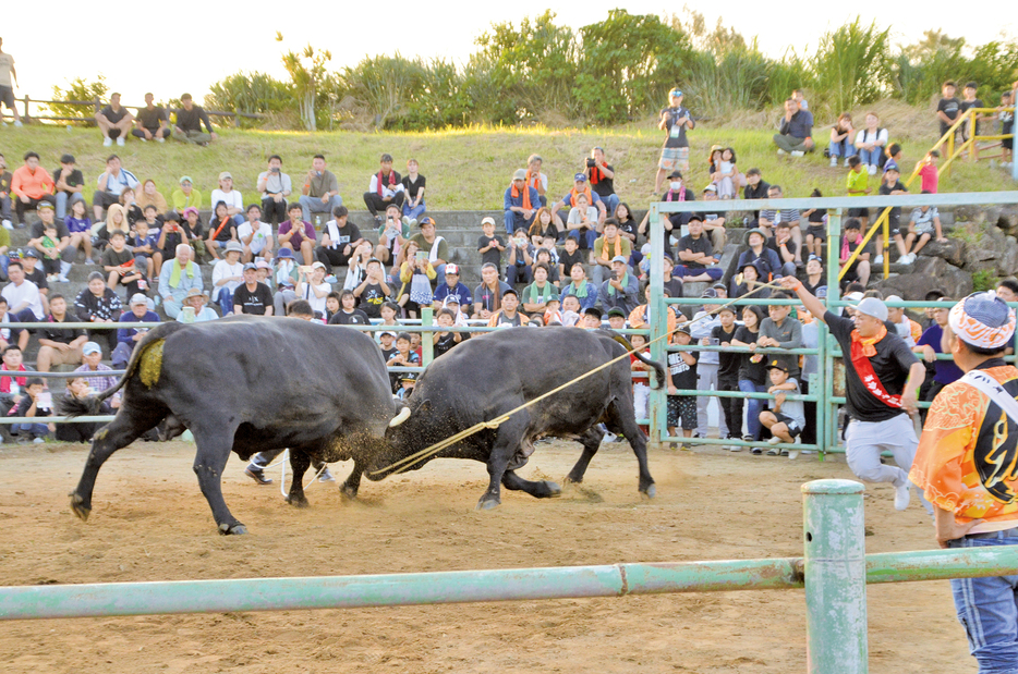 大勢の来島選手らを魅了したウエルカム闘牛大会＝22日、鹿児島県天城町