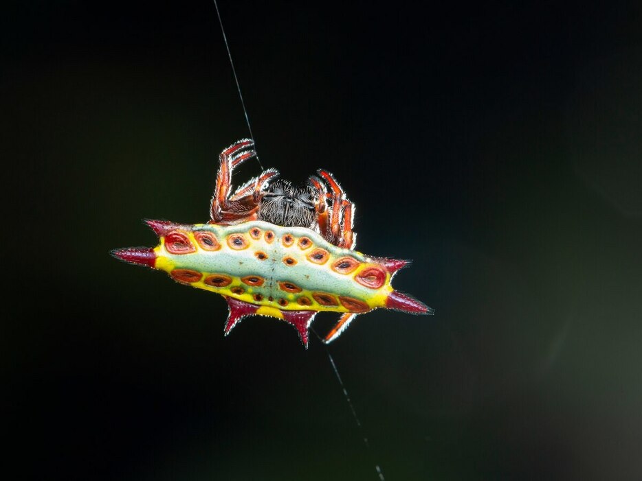 トゲグモの仲間のようなクモに獲物が引き寄せられるのは、獲物が単にクモの色に惹かれるからなのか、それともクモが蜜に満ちた花に似ているからなのか、科学者たちはまだわかっていない。（ETIENNE LITTLEFAIR）