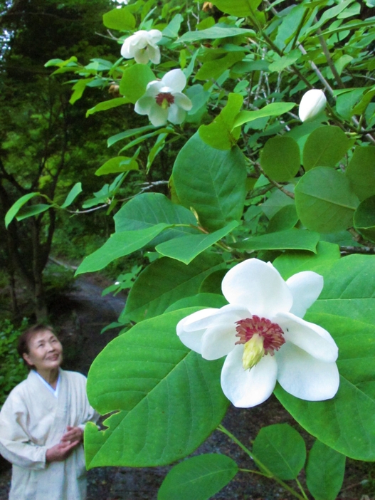最盛期を迎えたオオヤマレンゲの花＝岡山県真庭市の玉泉寺で