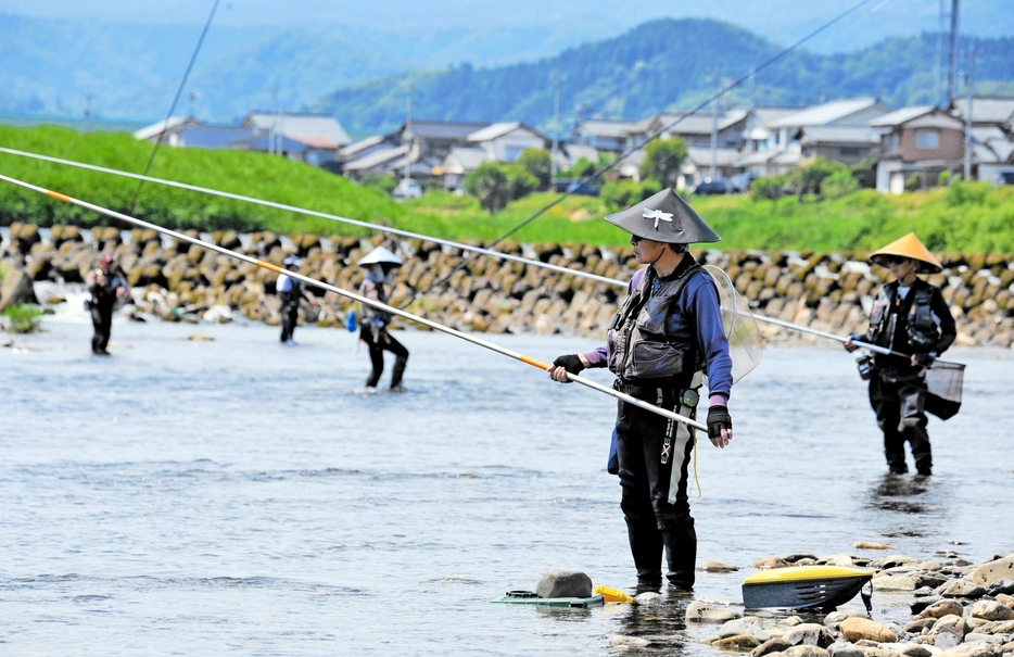 アユ釣りが解禁された日野川で竿を並べる愛好家たち＝6月8日、福井県越前市松森町