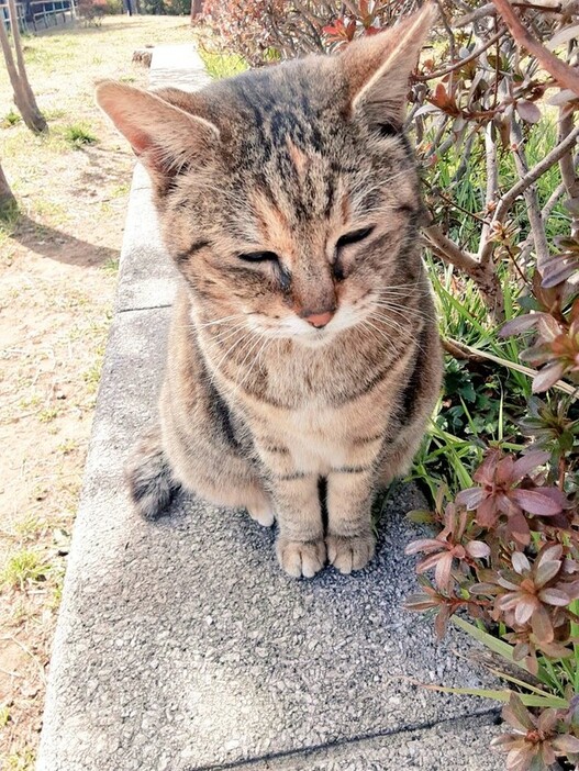 11年間、お外で暮らした高齢猫の里親さんが見つかり、Xで話題に（shizuyoさん提供）