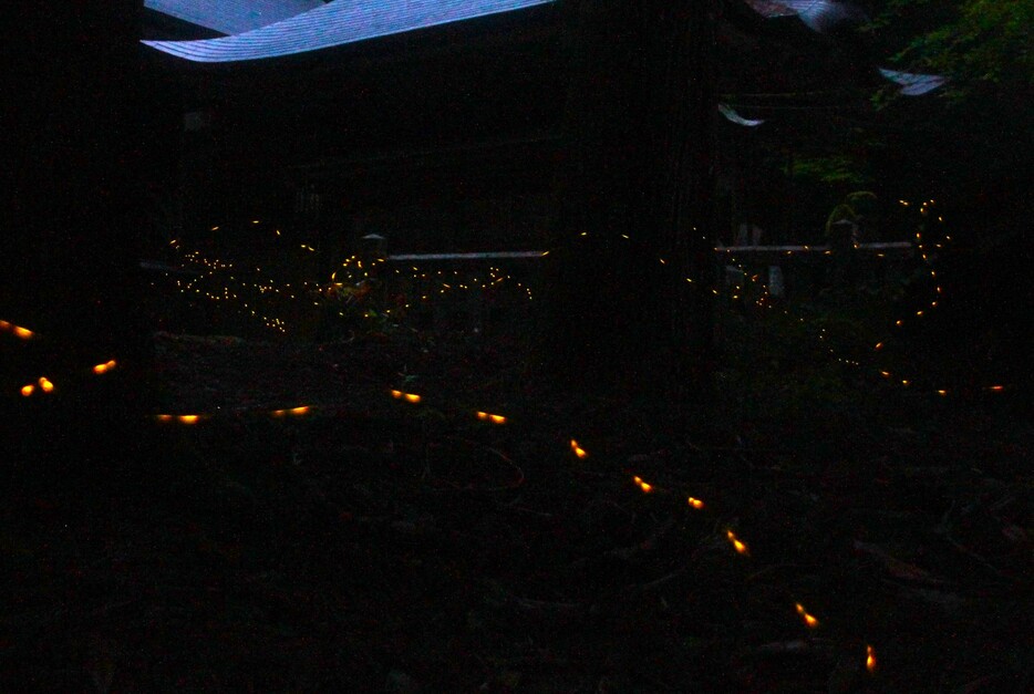神社の境内を飛び交う「ヒメボタル」。歯切れのよい明滅を繰り返す＝兵庫県丹波市内で