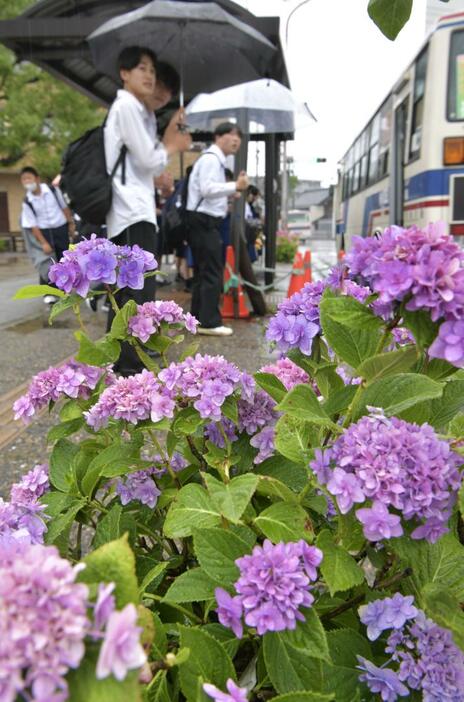 梅雨入りの雨に濡れ、鮮やかさを増したアジサイの花=21日午後、水戸市末広町