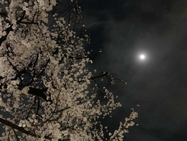 朧月夜の桜（Hōkūleʻaさん）