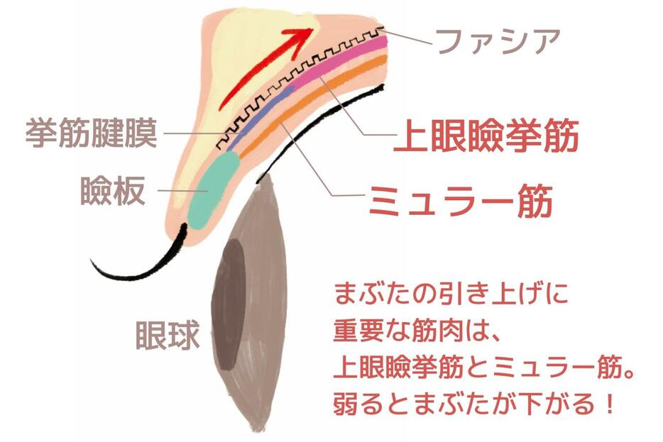 まぶたの構造図