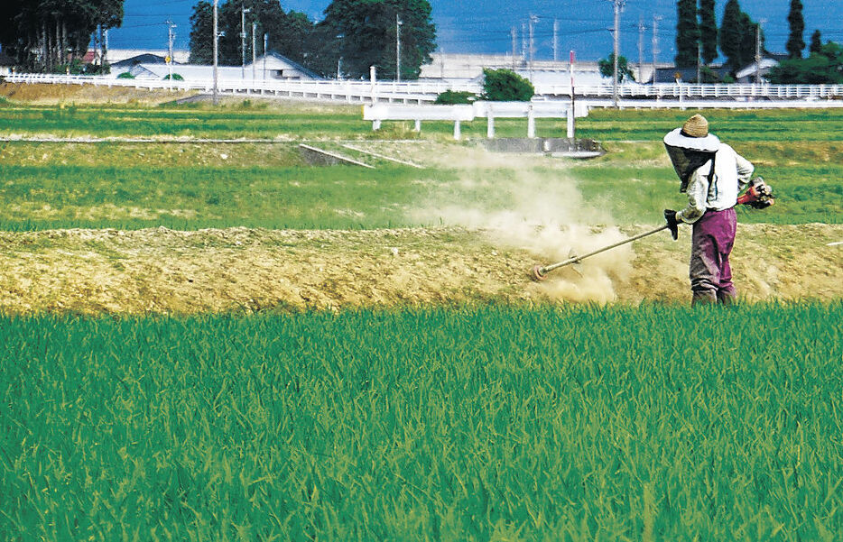 田植えが行われた水田＝滑川市内