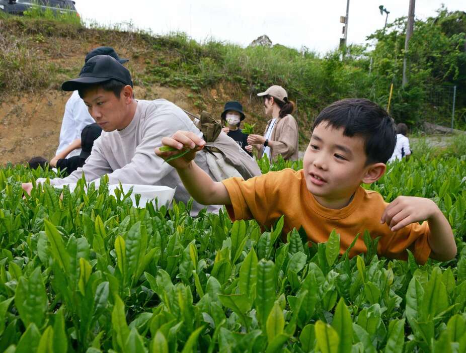 「薩摩のさつま」認証事業者の畑で、茶葉の収穫を楽しむ家族連れら＝さつま町白男川