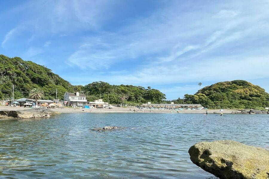三浦半島の南端にある美しい小さな海水浴場の片隅が、集団産卵の舞台です