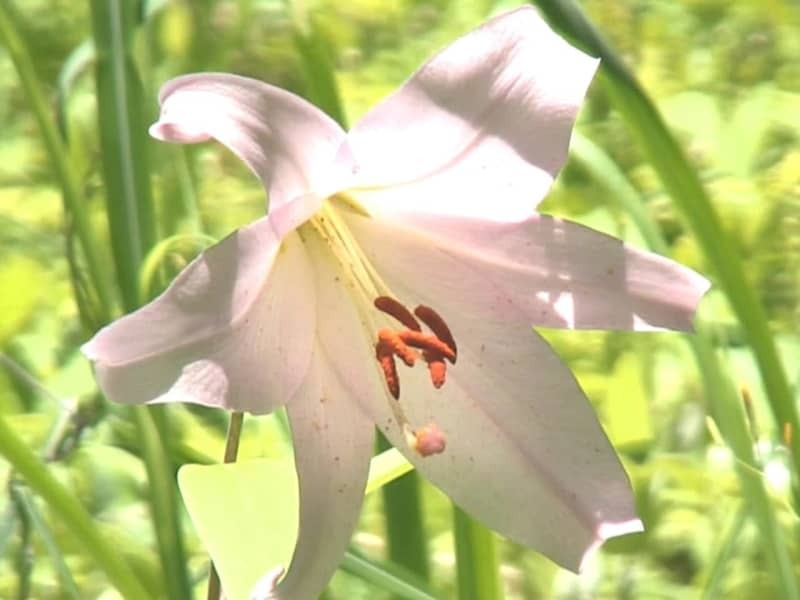 可憐に咲くササユリ＝１９日正午ごろ、高山市国府町、四十八滝山野草花園「花の森」