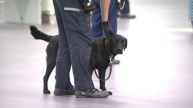 男性に麻薬探知犬が反応