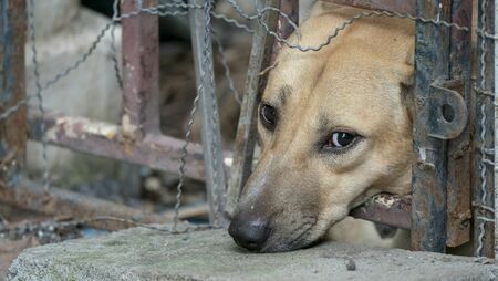 中宮や清少納言も憐れんだ、飼い犬の翁丸に対する処罰とは。※写真はイメージ（写真：surachetsh / PIXTA）