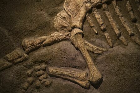 中国では恐竜の研究史上、大きな発見も多い。写真はイメージ（写真：FAMILY STOCK/Shutterstock.com）
