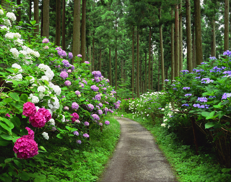 15ヘクタールの山林に色鮮やかなアジサイが咲き誇る岩手県のみちのくあじさい園。ここから見える林業経営の未来像とは（山梨勝弘/アフロ）