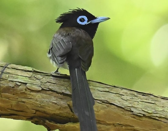 長い尾羽とコバルトブルーのアイリングが特徴のサンコウチョウの雄＝5月下旬、静岡市内