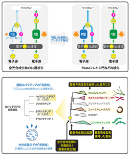 上図：全光合成生物の共通祖先とシアノバクテリアの祖先（クロロフレキシ門）との比較。下図：最新バクテリアの進化系統樹（図版提供：JAMSTEC）