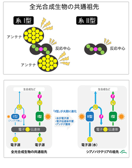 上図：酸素を使わない光合成「I型」と酸素を発生する光合成「II型」。下図：全光合成生物の共通祖先とシアノバクテリアの祖先がおこなった光合成の比較（図版提供：JAMSTEC）