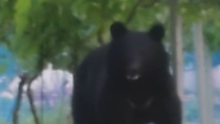 視聴者が撮影したブドウ畑に出没したクマ（6月4日午後7時ごろ、坂城町）
