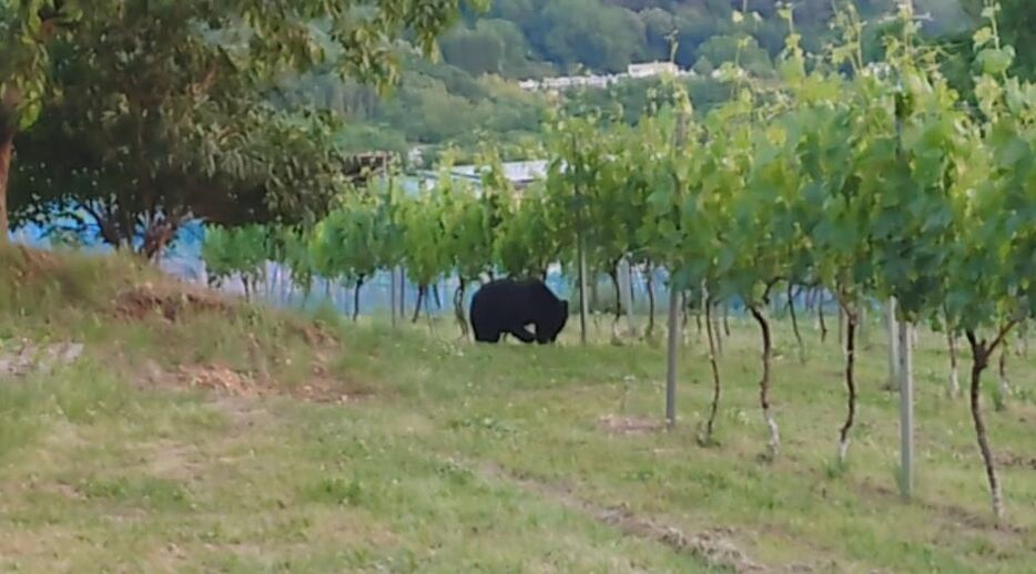 視聴者が撮影したブドウ畑に出没したクマ（6月4日午後7時ごろ）