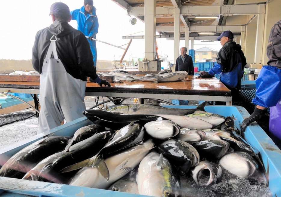 次々と水揚げされるブリ＝5月31日、福井県南越前町の甲楽城漁港