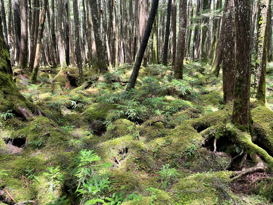 北八ヶ岳の原生林、薄日が差すとコケの生命力を感じる気がする