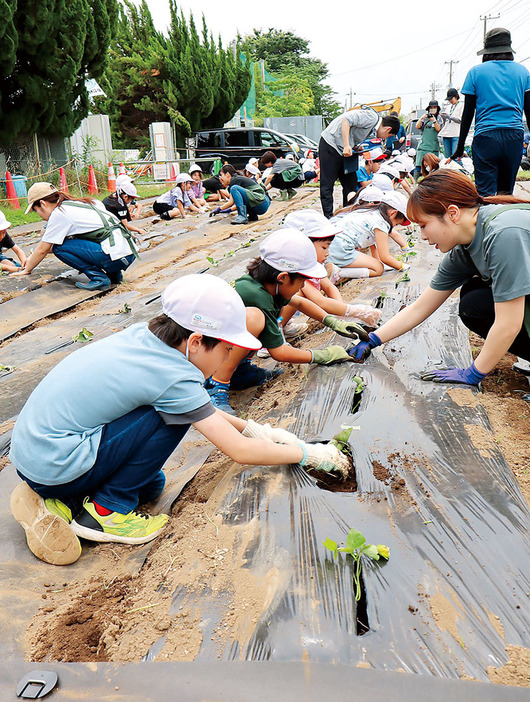 地元農家やカインズ職員らの指導を受けながらサツマイモの苗を植える児童ら＝朝霞市台