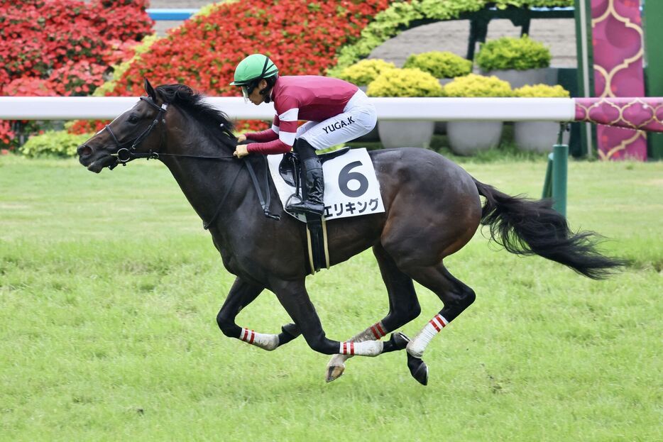 京都5R・エリキングと川田将雅騎手 (C)BANANA