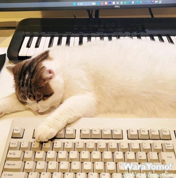 別の日のよもぎちゃん。パソコン画面の目の前に寝っ転がってキーボードをいじってきたりなどのネコハラも！