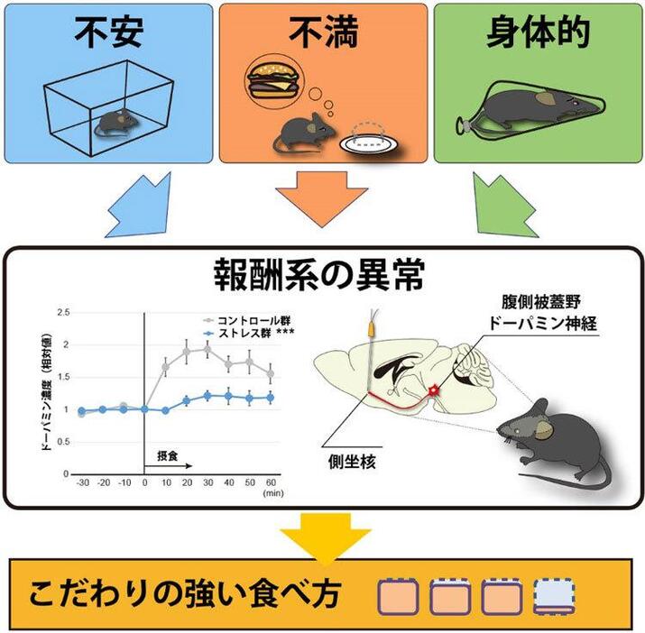 不安・不満・身体的の3つの弱いストレスにさらされたマウスはエサを食べてもドーパミン濃度が上がらなかった。通常のマウスはドーパミン濃度が上昇した（滋賀医科大学提供）