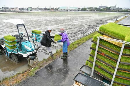 雨が降り続ける中、早朝から田植え作業に追われる農業者＝20日午前、佐賀市久保田町