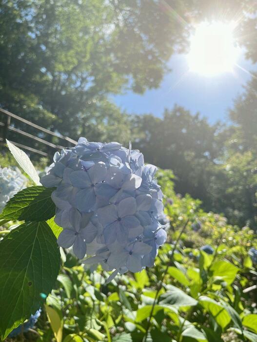 ［写真］大きな花を咲かせるアジサイ。太陽の光をあび、色の鮮やかさがさらに増したようにみえた＝21日午後、大阪府枚方市の山田池公園