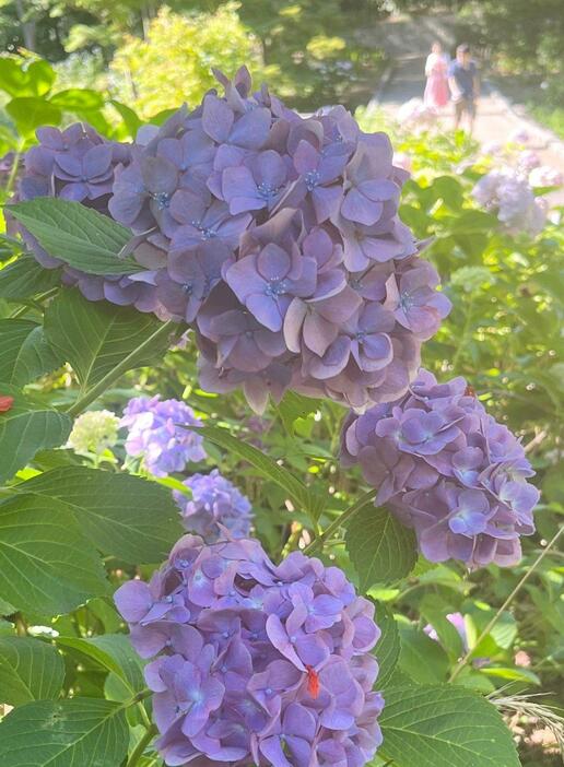 ［写真］色鮮やかなアジサイが見ごろを迎えていた＝21日午後、大阪府枚方市の山田池公園