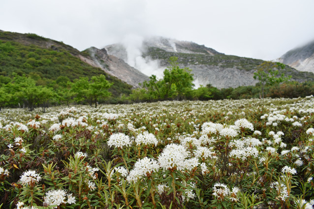 硫黄山の麓で一斉に白い花を咲かせたエゾイソツツジの群落（14日）
