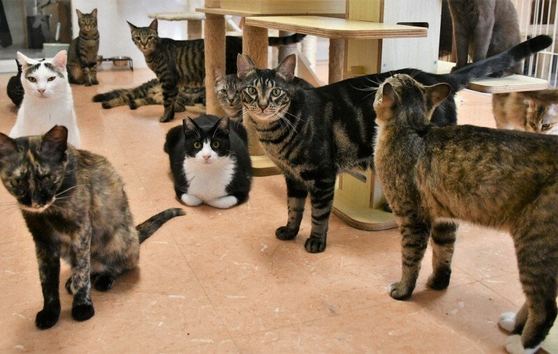 サルヴァトーレには常時50匹を超える猫が保護されている＝滋賀県草津市西草津2のサルヴァトーレで2024年6月13日午後6時6分、礒野健一撮影